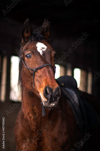 Beautiful horse portrait on the dark background in stable