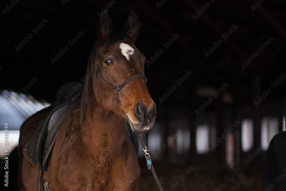 Fototapeta premium Beautiful horse portrait on the dark background in stable