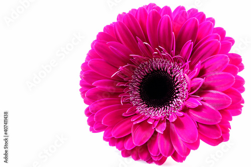 Part of the inflorescence of a gerbera flower close-up on an isolated white background for congratulations.