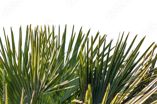 Feuilles de palmier 