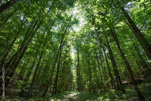 trees in green forest 