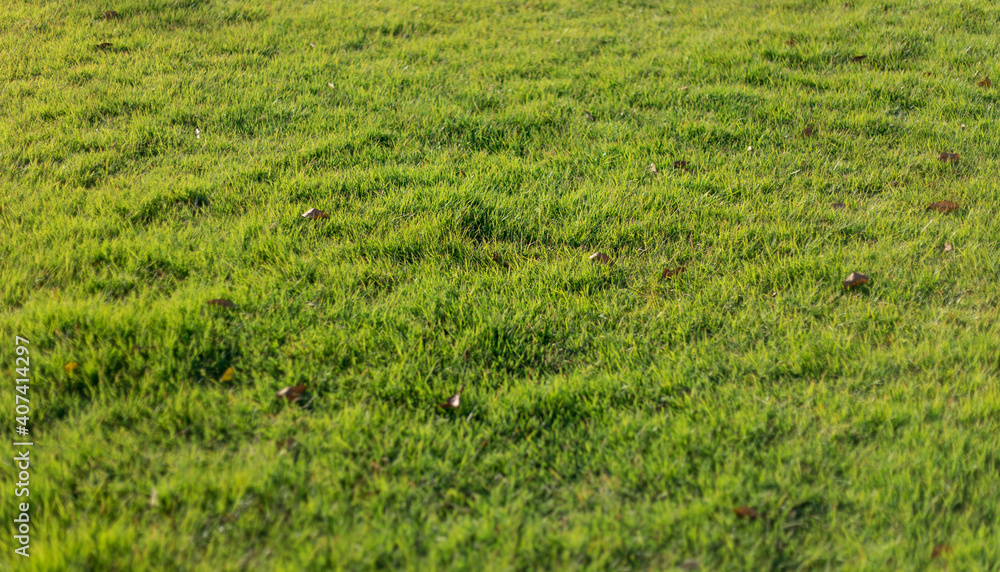 Fresh spring grass with drops on natural defocused light green background Fresh spring grass with drops on natural defocused light green background