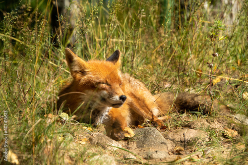 Fox resting in the forest © Igor Bondarenko