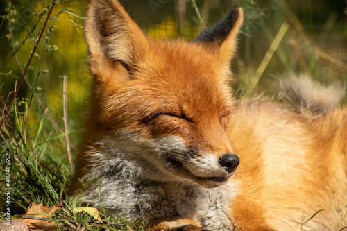 Fox resting in the forest