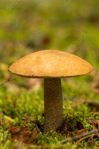 Beautiful mushroom in the autumn forest with a bright beautiful background