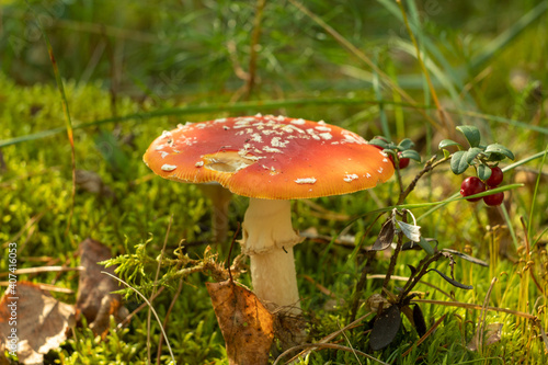 Beautiful mushroom in the autumn forest with a bright beautiful background