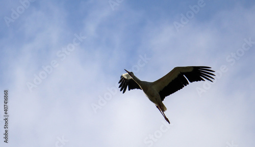 Flying stork with the blue sky on the background