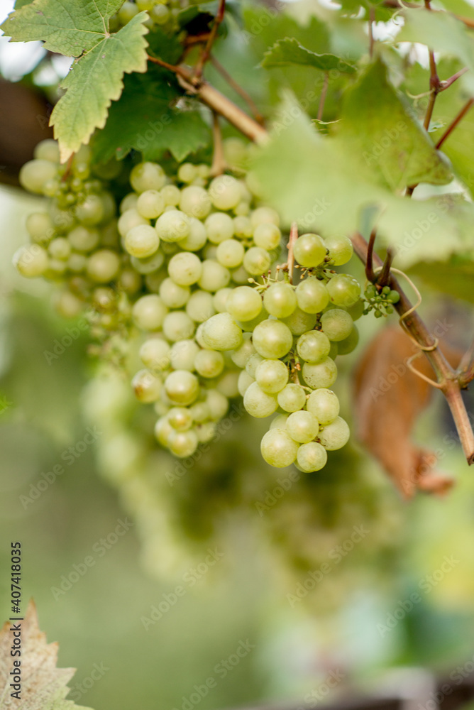 Fototapeta premium grapes on vine