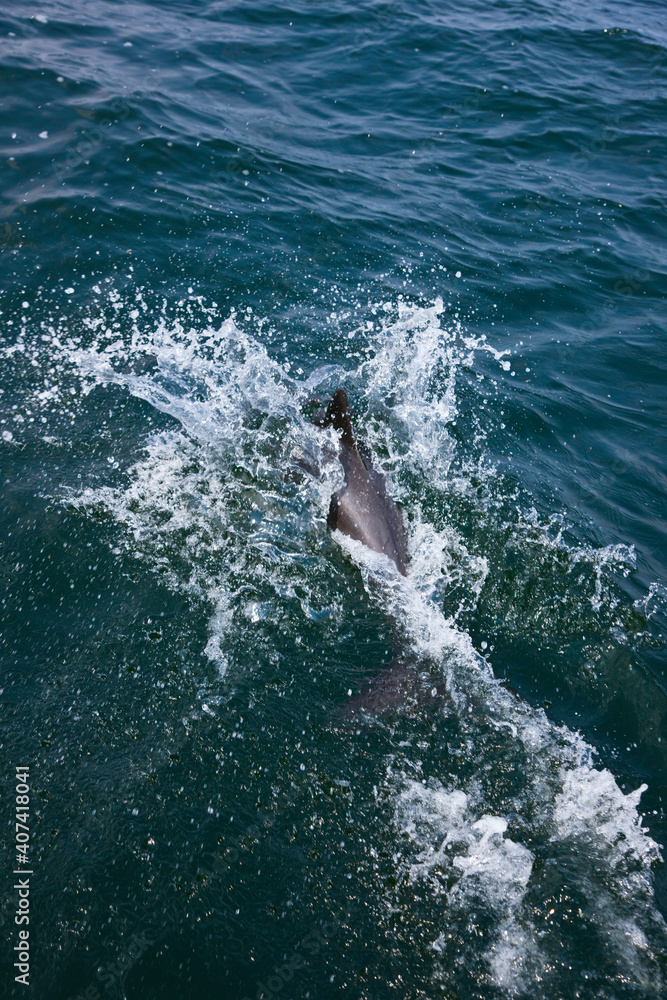 Naklejka premium Delfin de Heaviside , Walvis Bay, Namibia, Africa