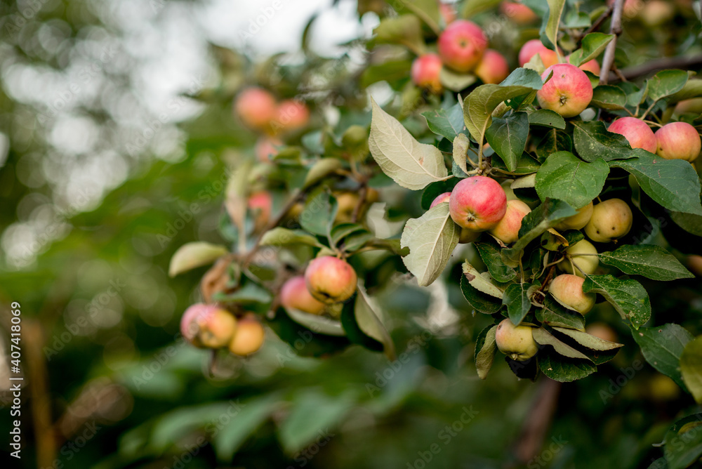 Obraz premium apples on a tree