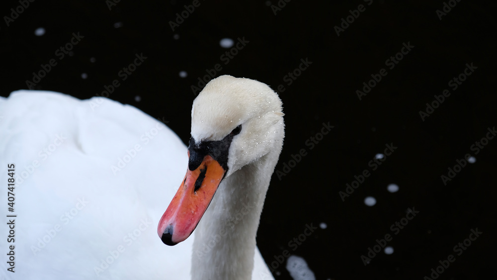 Fototapeta premium Portrait of white swan with orange beak on black background. One whooping swan swims in the water. Magical landscape with wild bird (Cygnus olor). Copy space. Water drops on the swan's neck and head.