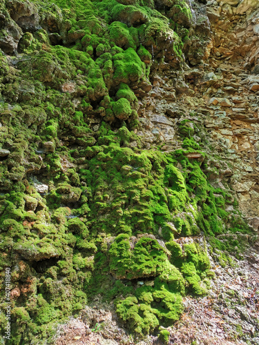 natural background stone wall covered with moss in Nizhny Novgorod Park, Russia