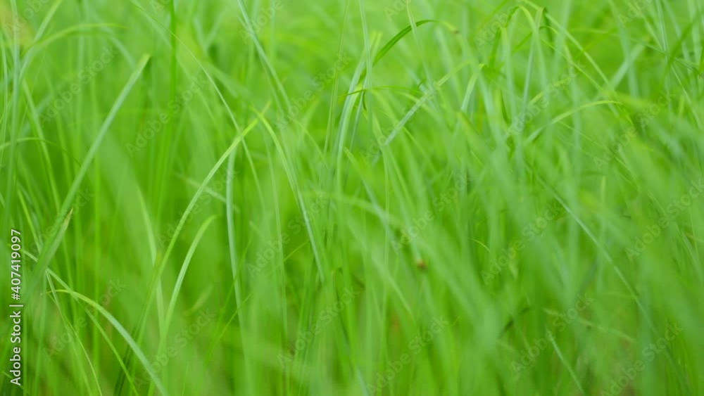 Green young grass grows and pleases with its youth, macro Green young grass grows and pleases with its youth, macro