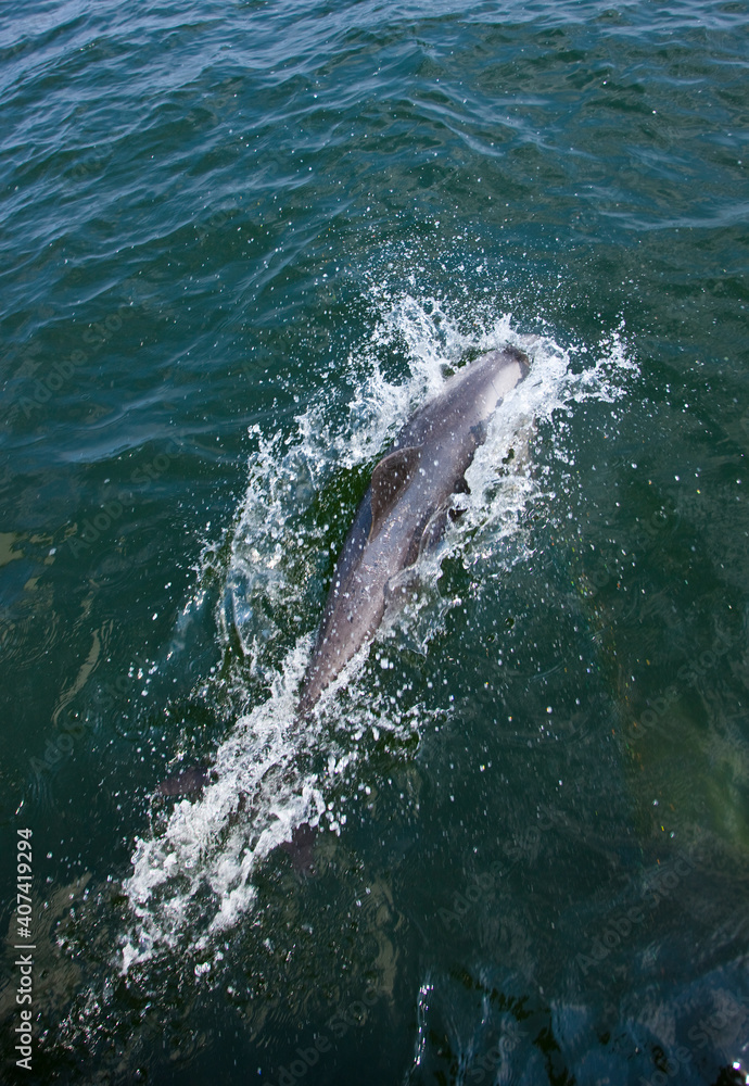 Naklejka premium Delfin de Heaviside , Walvis Bay, Namibia, Africa