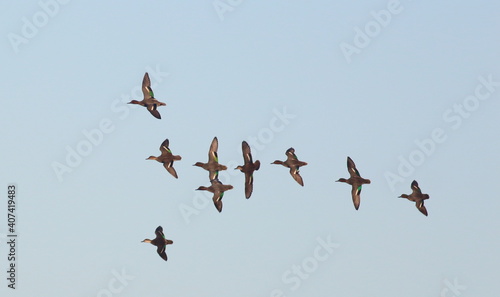 Flock of ducks (Common Teal) flying overhead