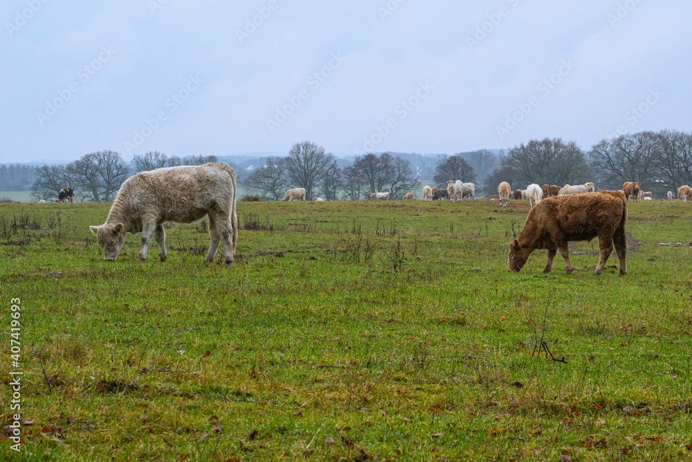 Cows grazing at a moor. Picture from Revingehed, Scania county, Sweden Cows grazing at a moor. Picture from Revingehed, Scania county, Sweden