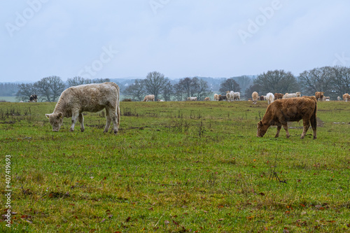 Cows grazing at a moor. Picture from Revingehed, Scania county, Sweden © Dan