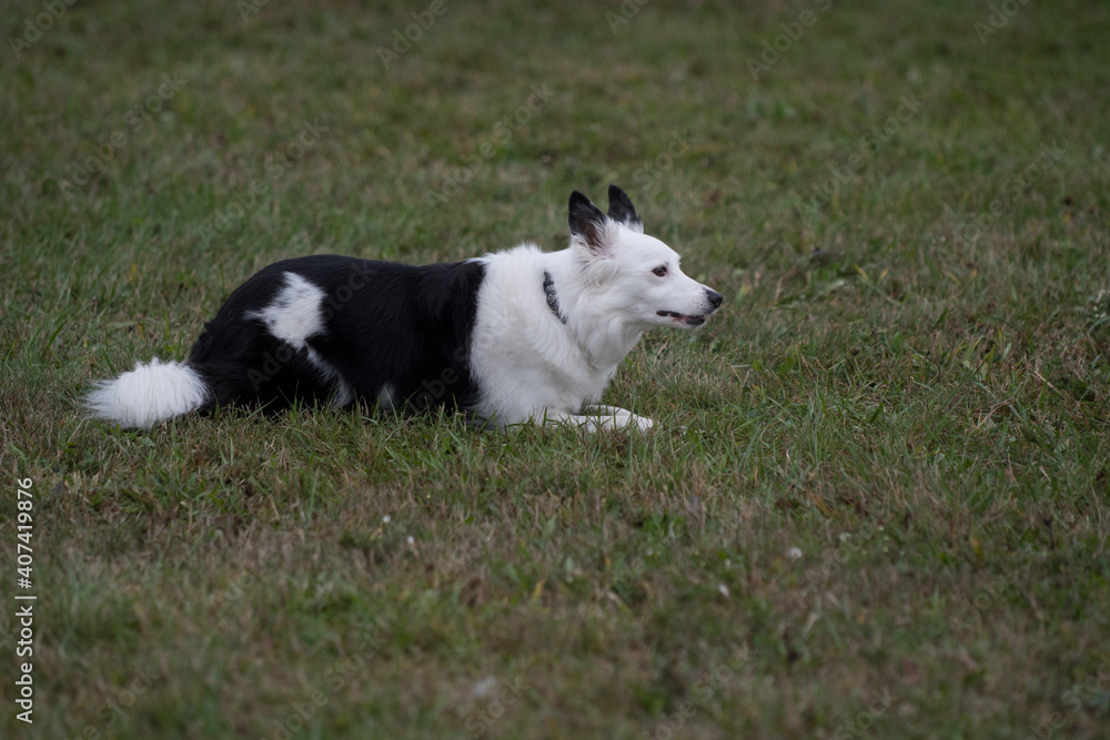 Border Collie laying down
