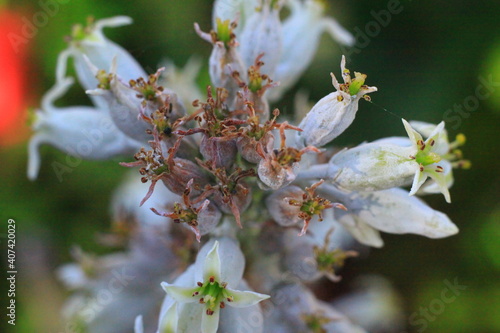 extrañas flores miniatura con fondo borroso y colorido,