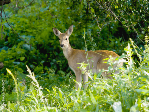 Young roe deer in nature in a green summer forest