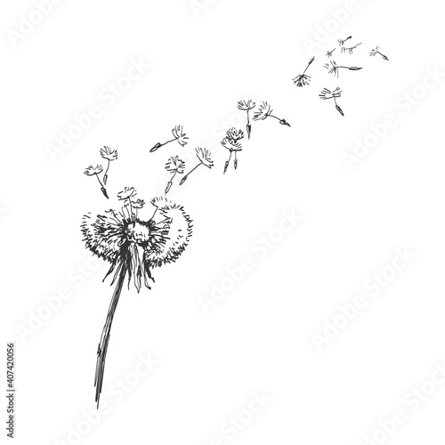 Dandelion, Flying Seeds of Dandelion Hand Drawn Illustration isolated on white Background