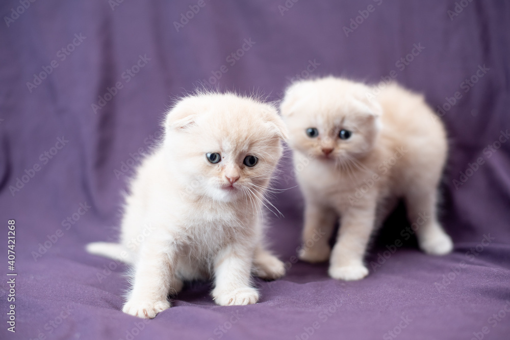 Fototapeta premium Portrait of two small Scottish fold cat baby milk white color