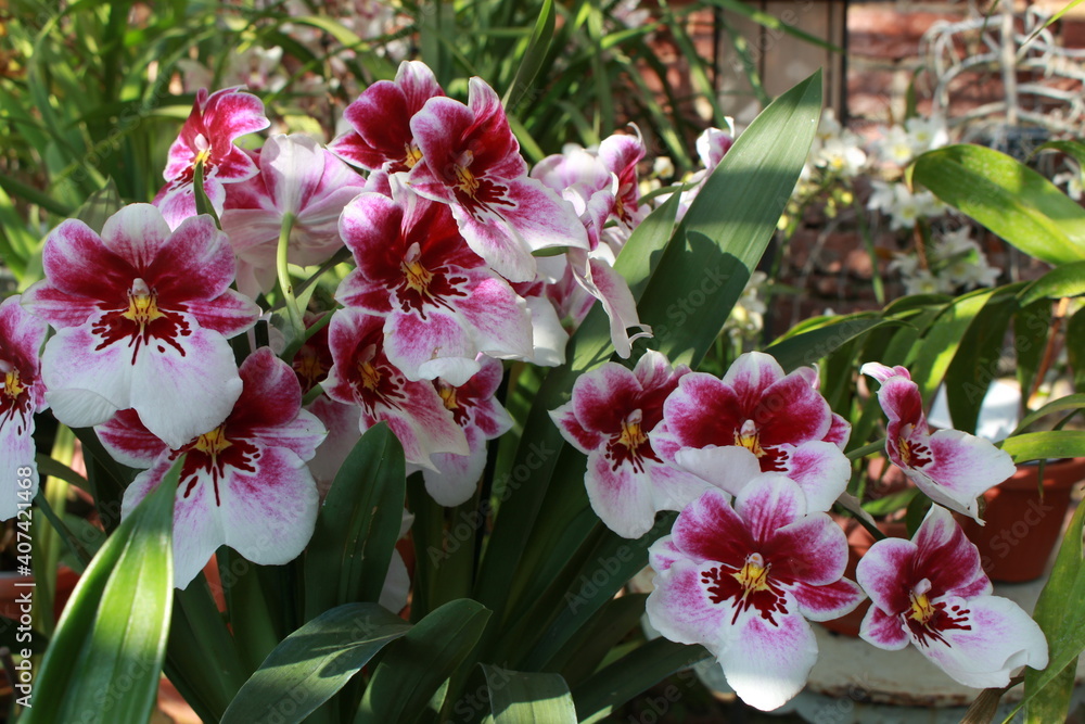 Fototapeta premium Orchidee