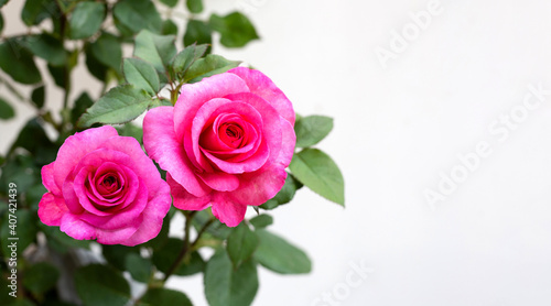 Pink rose flowers on white background.