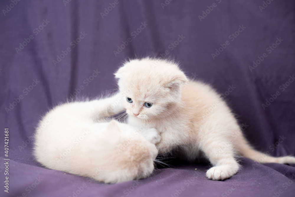 two small Scottish fold cat baby milk color are playing