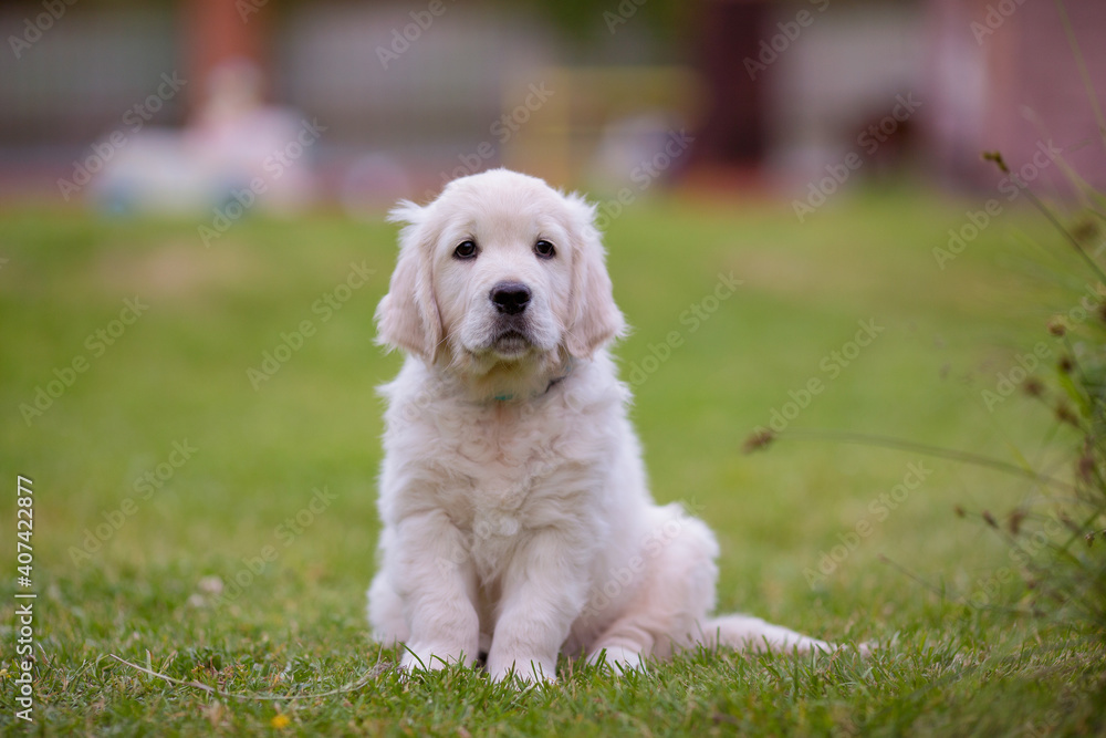 small white golden retriever puppy in nature summer small white golden retriever puppy in nature summer