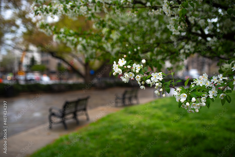Some white blossom flowers in spring with benches in a park in background