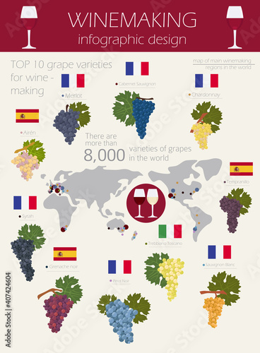 Grapes varieties for wine. Winemaking infographic
