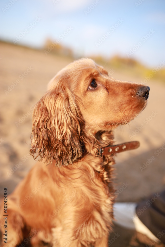 spaniel dog sitting on the beach in the sun spaniel dog sitting on the beach in the sun