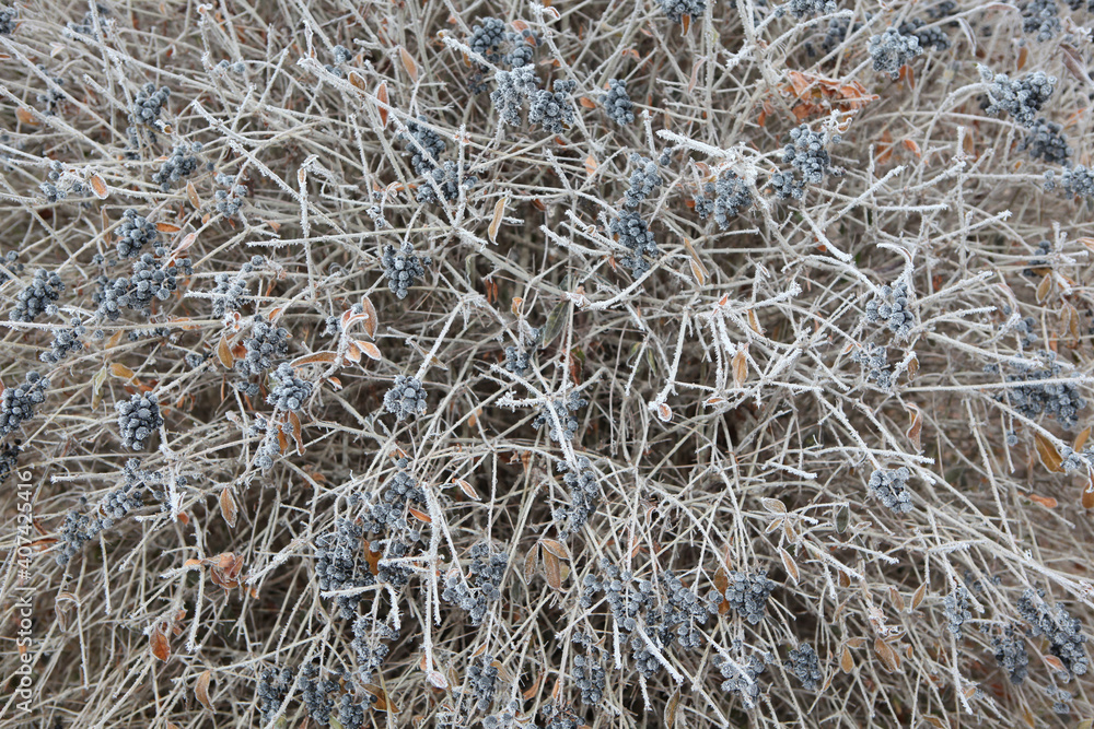 image of berry snow background image of berry snow background
