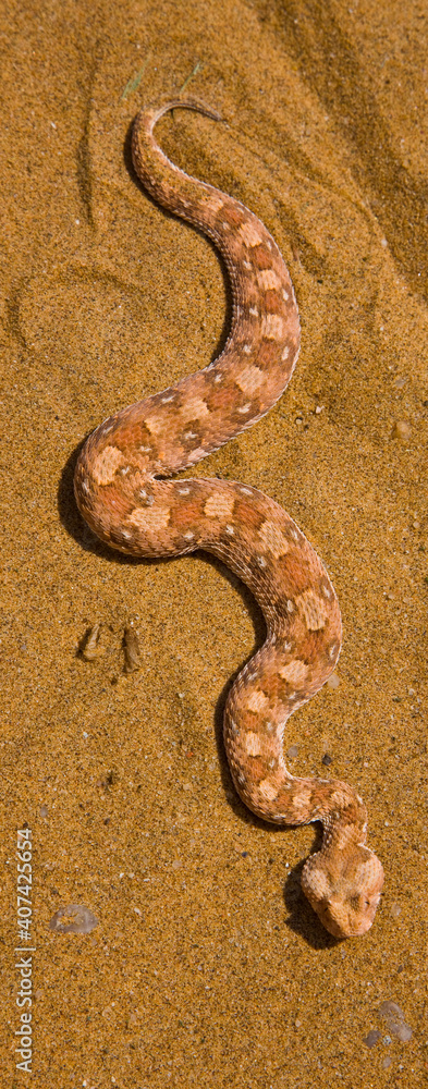 Fototapeta premium Vibora sopladora cornuda (Bitis caudalis), Desierto del Namib, Namibia, Africa