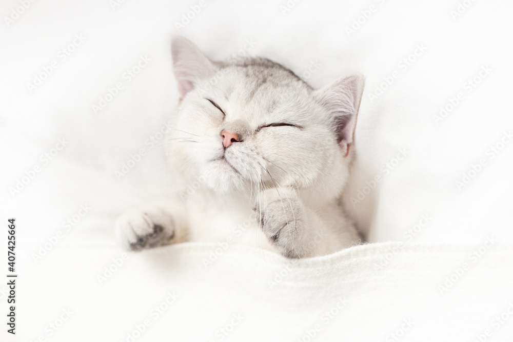 A funny white kitten sleeps on a white bed