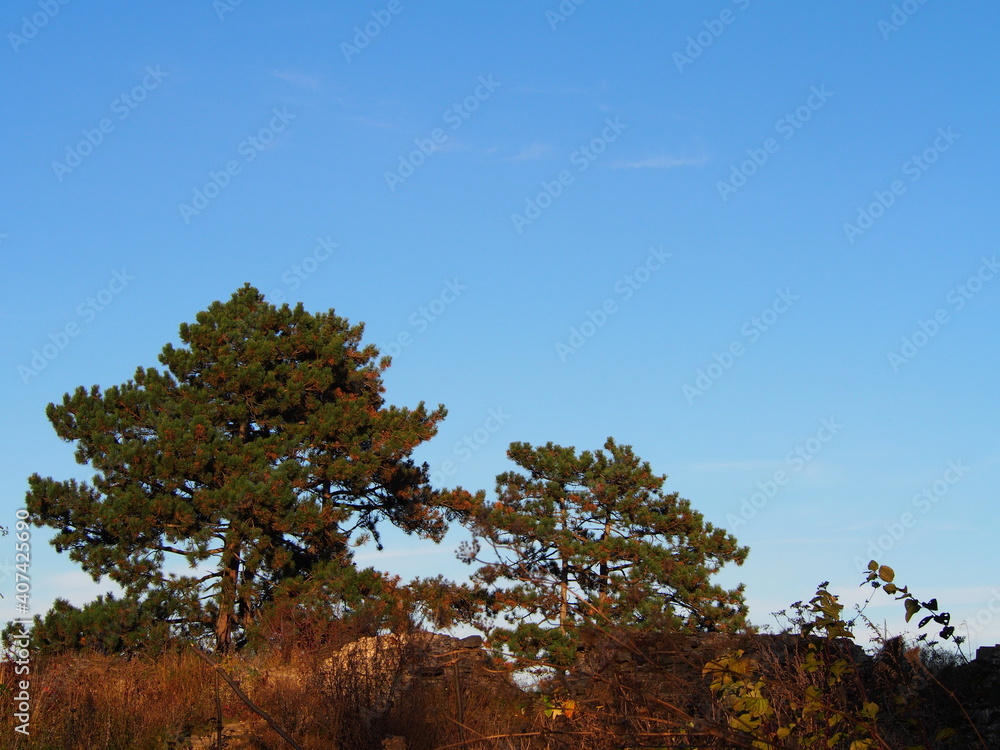 autumn afternoon in the woods near the ruins of an old stone castle, sunny cold day, wild nature, adventure trip, travel