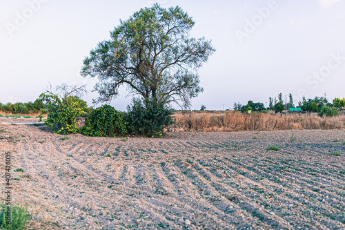 Arboles silvestres junto a tiera de labranza photo