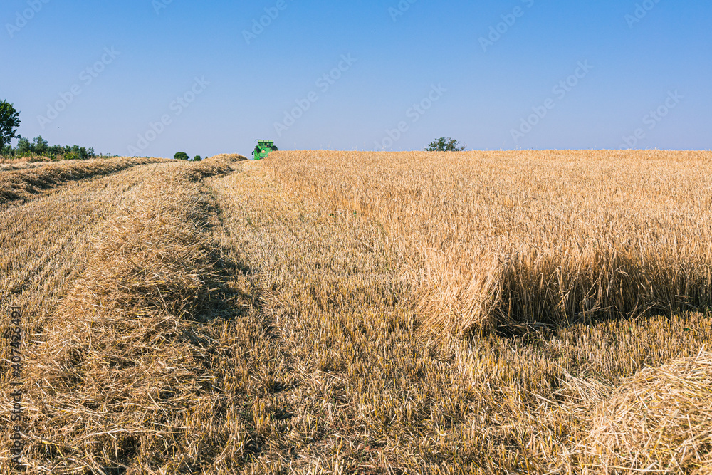 Campo de cebada con la cosechadora al fondo
