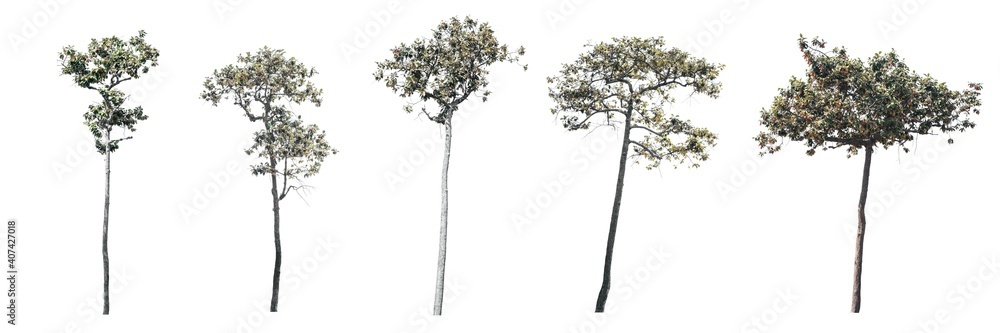The set of trees, Trees on white background.(Dipterocarpus tuberculatns Roxb.)