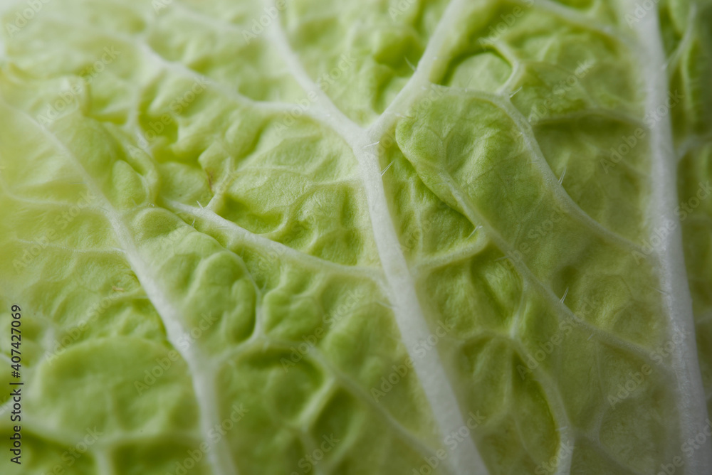 Chinese cabbage close up macro Chinese cabbage close up macro