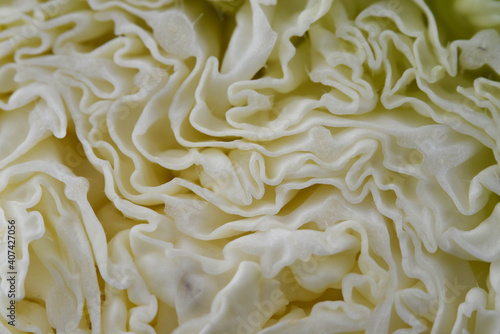 Chinese cabbage close up macro