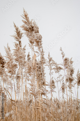 reed in the wind photo