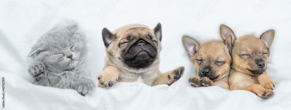 Cute kitten, tiny Pug puppy and toy terrier puppies sleep together under a white blanket on a bed at home. Top down view