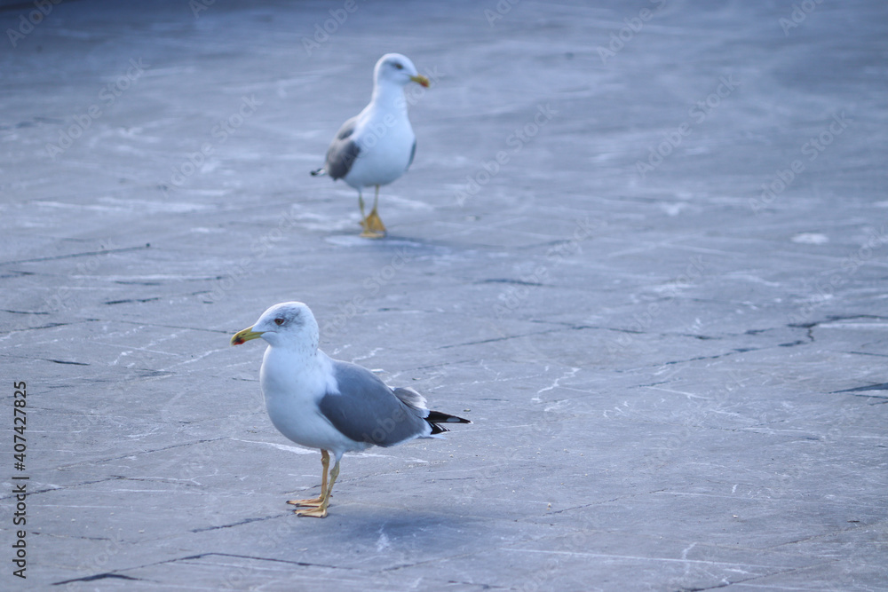 A couple of seagulls walking on the street A couple of seagulls walking on the street