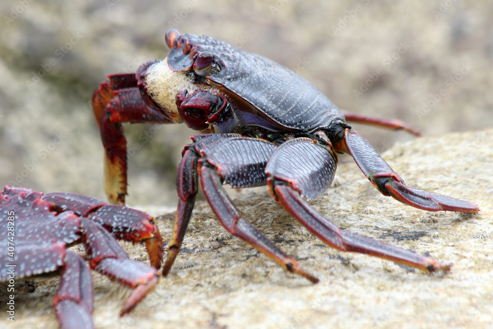 rote_Klippenkrabbe