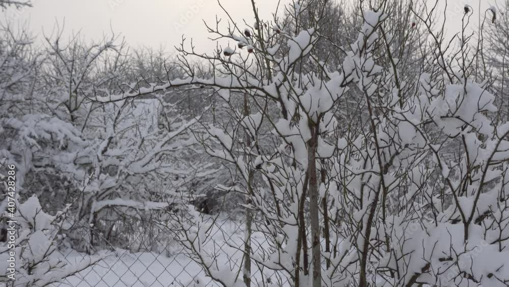 Bushes covered with snow, winter nature, cloudy sky in winter Bushes covered with snow, winter nature, cloudy sky in winter