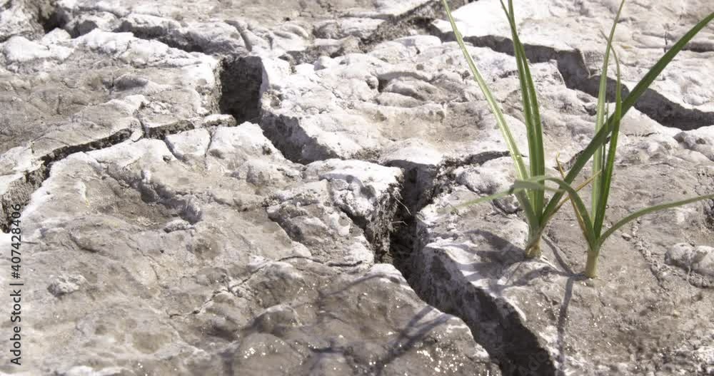 Rain water on Green shoots, cracked ground, water crisis and drought recovery. Rain water on Green shoots, cracked ground, water crisis and drought recovery.