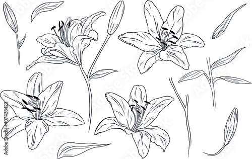 Realistic lilies. Flowers, leaves and branches. Hand drawn vector illustration. Monochrome black and white ink sketch. Line art. Isolated on white background. Coloring page.