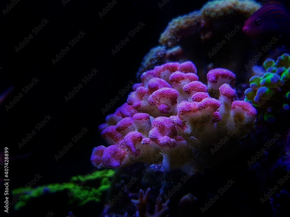 Naklejka premium Green Stylophora SPS coral in reef aquarium tank - Pocilloporidae sp.